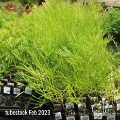 Grevillea Yamba Sunshine 11 Grevillea Yamba Sunshine -Plant Seed Store apo feb yamba sunshine