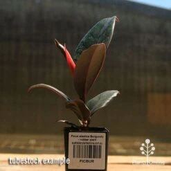 Ficus Elastica Burgundy - Rubber Plant 16 Ficus Elastica Burgundy - Rubber Plant -Plant Seed Store apo ficus burgundy rubber plant tubestock