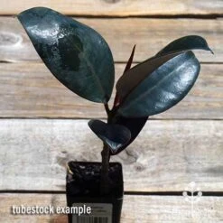 Ficus Elastica Burgundy - Rubber Plant 14 Ficus Elastica Burgundy - Rubber Plant -Plant Seed Store apo ficus burgundy tubestock top