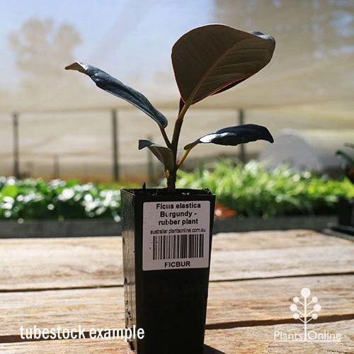 Ficus Elastica Burgundy - Rubber Plant 10 Ficus Elastica Burgundy - Rubber Plant - Image 10
