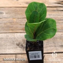 Ficus Lyrata Bambino - Fiddle Leaf Fig 12 Ficus Lyrata Bambino - Fiddle Leaf Fig -Plant Seed Store apo ficus lyrata bambino tubestock top