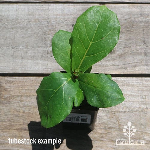 Ficus Lyrata - Fiddle Leaf Fig 4 Ficus Lyrata - Fiddle Leaf Fig - Image 4