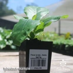 Ficus Lyrata - Fiddle Leaf Fig 16 Ficus Lyrata - Fiddle Leaf Fig -Plant Seed Store apo fiddleleaf fig tubestock