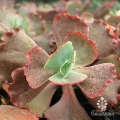 Echeveria Fire And Ice - Succulent 9 Echeveria Fire And Ice - Succulent -Plant Seed Store apo fire and ice