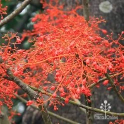 Illawarra Flame Tree - Brachychiton 17 Illawarra Flame Tree - Brachychiton -Plant Seed Store apo flame tree flowers