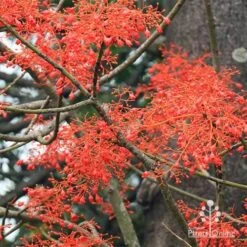 Illawarra Flame Tree - Brachychiton 21 Illawarra Flame Tree - Brachychiton -Plant Seed Store apo flame tree flowers2