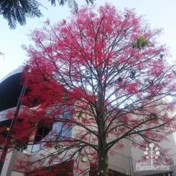 Illawarra Flame Tree - Brachychiton 22 Illawarra Flame Tree - Brachychiton -Plant Seed Store apo flame tree rsl