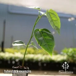 Illawarra Flame Tree - Brachychiton 20 Illawarra Flame Tree - Brachychiton -Plant Seed Store apo flame tree tubestock