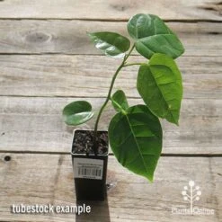 Illawarra Flame Tree - Brachychiton 14 Illawarra Flame Tree - Brachychiton -Plant Seed Store apo flame tree tubestock top