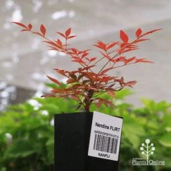 Nandina FLIRT 6 Nandina FLIRT -Plant Seed Store apo flirt tubestock