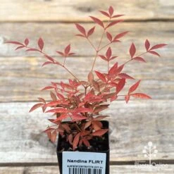 Nandina FLIRT 7 Nandina FLIRT -Plant Seed Store apo flirt tubestock top