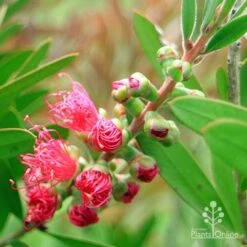 Callistemon Fluro Burst -Plant Seed Store apo fluro burst buds