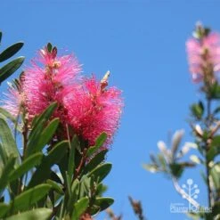 Callistemon Fluro Burst -Plant Seed Store apo fluro burst flower blue sky