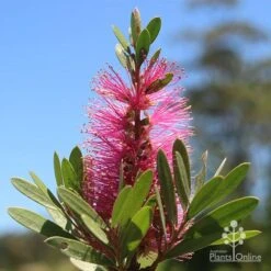 Callistemon Fluro Burst -Plant Seed Store apo fluro burst flower sunshine