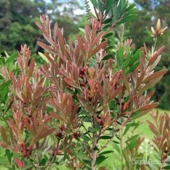 Callistemon Fluro Burst -Plant Seed Store apo fluro burst foliage
