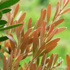 Callistemon Fluro Burst -Plant Seed Store apo fluro burst foliage close