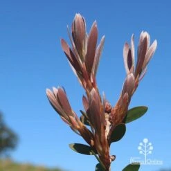 Callistemon Fluro Burst -Plant Seed Store apo fluro burst new winter leaf