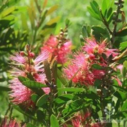 Callistemon Fluro Burst -Plant Seed Store apo fluro burst sunlit