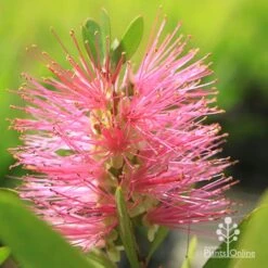 Callistemon Fluro Burst -Plant Seed Store apo fluroburst callistemon flower