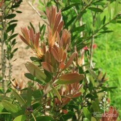 Callistemon Fluro Burst -Plant Seed Store apo fluroburst leaf colour