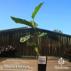 Calathea Freddy 7 Calathea Freddy -Plant Seed Store apo freddy tubestock tall