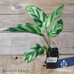 Calathea Freddy 6 Calathea Freddy -Plant Seed Store apo freddy tubestock top