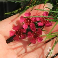 Chamelaucium Free Spirit - Waxflower 13 Chamelaucium Free Spirit - Waxflower -Plant Seed Store apo free spirit deep pink