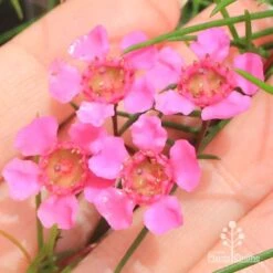 Chamelaucium Free Spirit - Waxflower 17 Chamelaucium Free Spirit - Waxflower -Plant Seed Store apo free spirit flower closeup