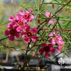 Chamelaucium Free Spirit - Waxflower 15 Chamelaucium Free Spirit - Waxflower -Plant Seed Store apo free spirit magenta