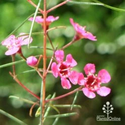 Chamelaucium Free Spirit - Waxflower 18 Chamelaucium Free Spirit - Waxflower -Plant Seed Store apo free spirit waxflower sunshine
