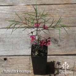 Chamelaucium Free Spirit - Waxflower 16 Chamelaucium Free Spirit - Waxflower -Plant Seed Store apo free spirit waxflower tubestock
