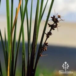 Lomandra Frosty Top 15 Lomandra Frosty Top -Plant Seed Store apo frosty top flowers