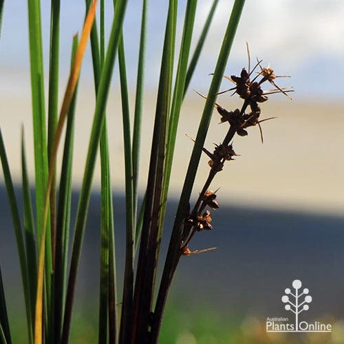 Lomandra Frosty Top 7 Lomandra Frosty Top - Image 7