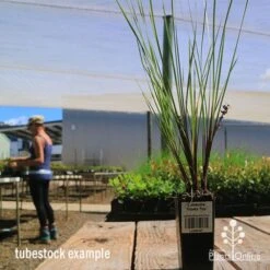 Lomandra Frosty Top 11 Lomandra Frosty Top -Plant Seed Store apo frosty top lomandra tubestock