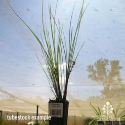 Lomandra Frosty Top 16 Lomandra Frosty Top -Plant Seed Store apo frosty top tubestock
