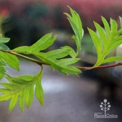 Grevillea Gaudichaudii 15 Grevillea Gaudichaudii -Plant Seed Store apo gaudichaudi grevillea foliage