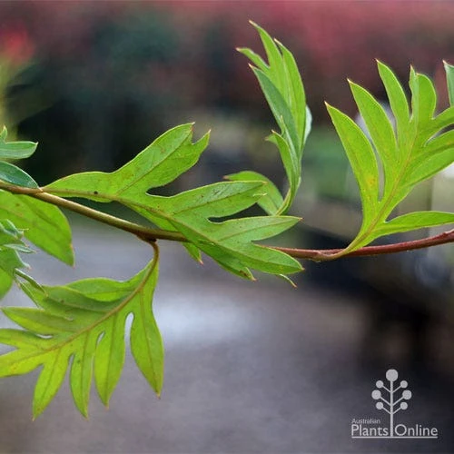 Grevillea Gaudichaudii 7 Grevillea Gaudichaudii - Image 7