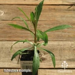 Gaura White 22 Gaura White -Plant Seed Store apo gaura white tubestock top 1
