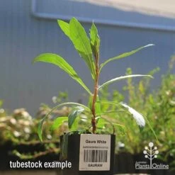Gaura White 16 Gaura White -Plant Seed Store apo gaura white tubestock 1