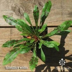 Gaura White 25 Gaura White -Plant Seed Store apo gaura winter colour