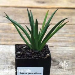 Agave Geminiflora - Succulent 9 Agave Geminiflora - Succulent -Plant Seed Store apo geminiflora tubestock