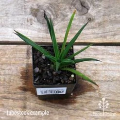 Agave Geminiflora - Succulent 11 Agave Geminiflora - Succulent -Plant Seed Store apo geminiflora tubestock top