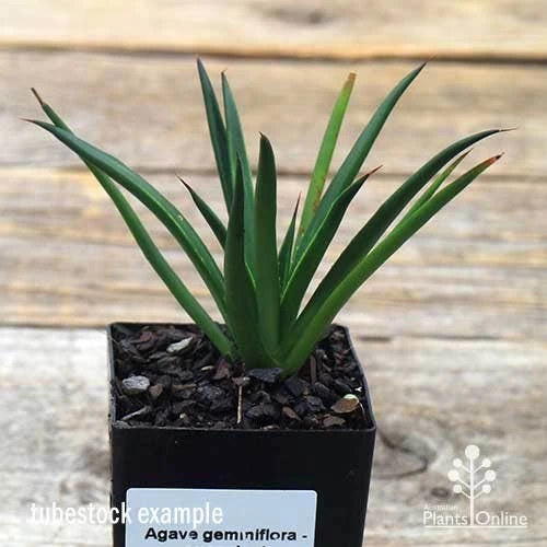 Agave Geminiflora - Succulent 4 Agave Geminiflora - Succulent - Image 4