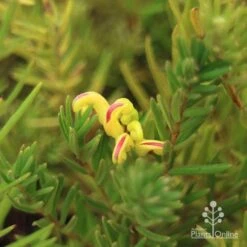 Grevillea Gold Rush 13 Grevillea Gold Rush -Plant Seed Store apo gold rush flower and foliage