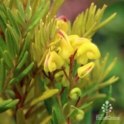 Grevillea Gold Rush 14 Grevillea Gold Rush -Plant Seed Store apo gold rush grevillea flower