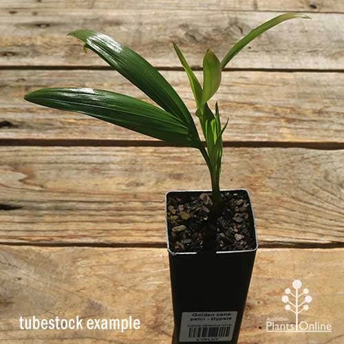 Golden Cane Palm - Dypsis 2 Golden Cane Palm - Dypsis - Image 2