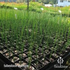 Xanthorrhoea - Grass Tree 19 Xanthorrhoea - Grass Tree -Plant Seed Store apo grass tree johnsoni