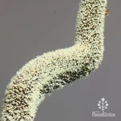 Xanthorrhoea - Grass Tree 17 Xanthorrhoea - Grass Tree -Plant Seed Store apo grass tree july