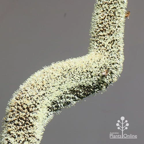 Xanthorrhoea - Grass Tree 8 Xanthorrhoea - Grass Tree - Image 8