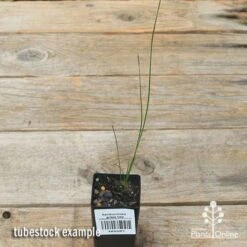 Xanthorrhoea - Grass Tree 18 Xanthorrhoea - Grass Tree -Plant Seed Store apo grass tree tubestock top